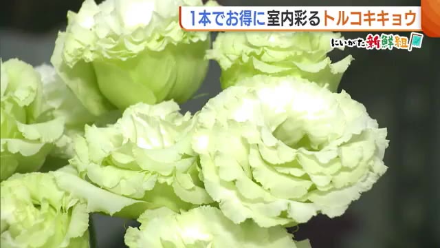 見た目も鮮やか！梅雨時期にオススメ新潟県産“トルコキキョウ”「花の輪数多く色も美しい」