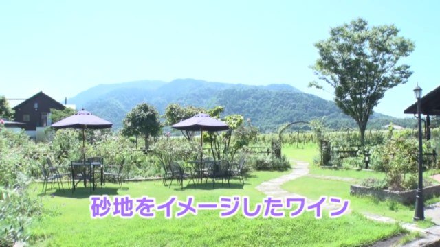 砂地なので水はけが良くて、とってもサラッとしてでも香り豊かなワインになるブドウが育ちます