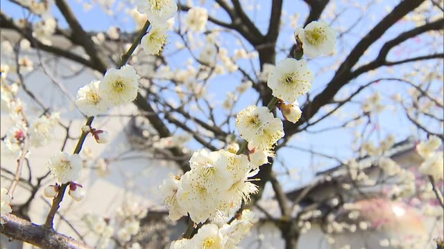 新潟市に“春の便り” 平年より11日・去年より31日遅く梅の花の開花発表「長い期間梅が楽しめていい」