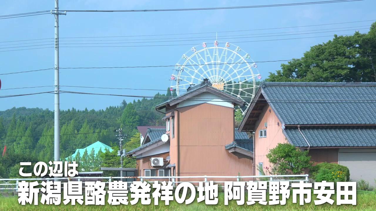 ジャージー種の“つぶらな瞳”と“この日生まれた”子牛に触れて…「搾乳前に乳房をパンパンに張らせる」不思議体験と生乳ソフトクリームの幸せ　新潟・阿賀野市
